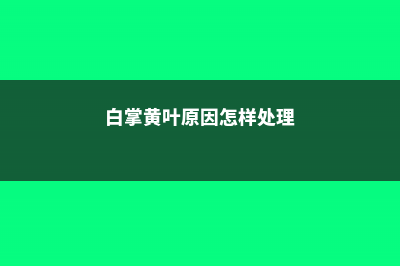 白掌黄叶的原因和处理办法 (白掌黄叶原因怎样处理)