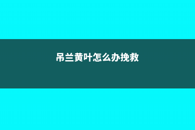 吊兰黄叶的原因和处理办法 (吊兰黄叶怎么办挽救)