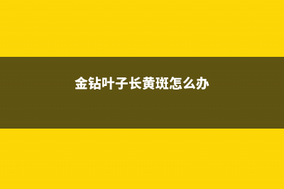 金钻黄叶的原因和处理办法 (金钻叶子长黄斑怎么办)