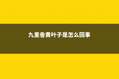 九里香黄叶的原因和处理办法 (九里香黄叶子是怎么回事)