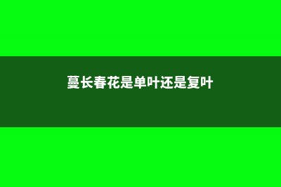 长春蔓黄叶的原因和处理办法 (蔓长春花是单叶还是复叶)