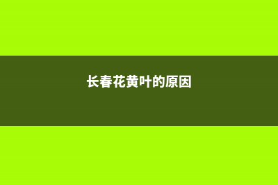 长春花黄叶的原因和处理办法 (长春花黄叶的原因)