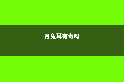 月兔耳黄叶的原因和处理办法 (月兔耳有毒吗)