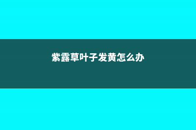 紫露草黄叶的原因和处理办法 (紫露草叶子发黄怎么办)