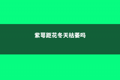 紫萼距花黄叶的原因和处理办法 (紫萼距花冬天枯萎吗)