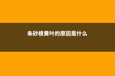 朱砂根黄叶的原因和处理办法 (朱砂根黄叶的原因是什么)