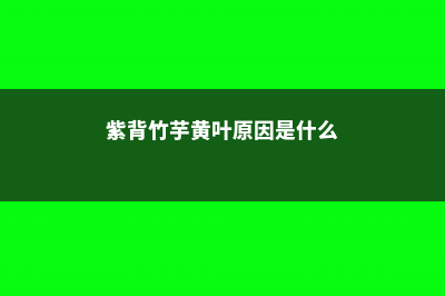 紫背竹芋黄叶原因和处理办法 (紫背竹芋黄叶原因是什么)