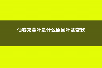 仙客来黄叶的原因和处理办法 (仙客来黄叶是什么原因叶茎变软)