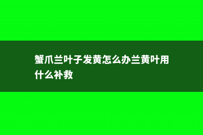 蟹爪兰黄叶的原因和处理办法 (蟹爪兰叶子发黄怎么办兰黄叶用什么补救)