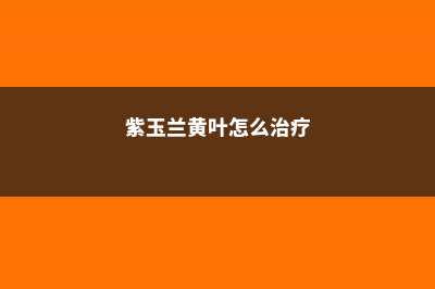 紫玉兰黄叶的原因和处理办法 (紫玉兰黄叶怎么治疗)