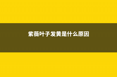 紫薇黄叶的原因和处理办法 (紫薇叶子发黄是什么原因)