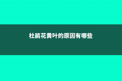 杜鹃花黄叶的原因和处理办法 (杜鹃花黄叶的原因有哪些)