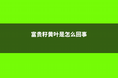 富贵籽黄叶的原因和处理办法 (富贵籽黄叶是怎么回事)