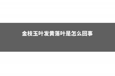 金枝玉叶黄叶的原因和处理办法 (金枝玉叶发黄落叶是怎么回事)