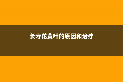 长寿花黄叶的原因和处理办法 (长寿花黄叶的原因和治疗)