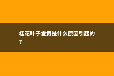 桂花黄叶的原因和处理办法 (桂花叶子发黄是什么原因引起的?)