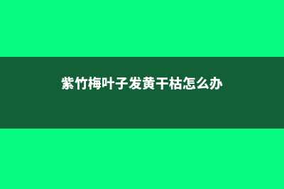 紫竹梅黄叶的原因和处理办法 (紫竹梅叶子发黄干枯怎么办)