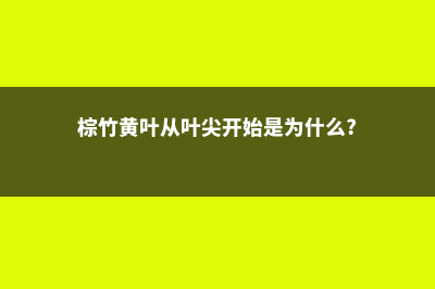 棕竹黄叶的原因和处理办法 (棕竹黄叶从叶尖开始是为什么?)