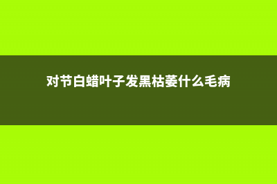 对节白蜡叶子发黄怎么办 (对节白蜡叶子发黑枯萎什么毛病)