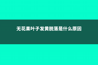 无花果叶子发黄是什么原因 (无花果叶子发黄脱落是什么原因)