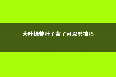 大叶绿萝叶子黄了怎么办 (大叶绿萝叶子黄了可以剪掉吗)