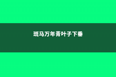 斑马万年青叶子发黄的原因 (斑马万年青叶子下垂)