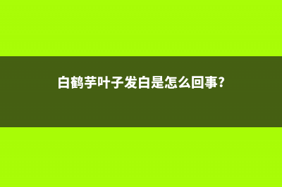 白鹤芋叶发黄的原因及补救措施 (白鹤芋叶子发白是怎么回事?)