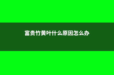 富贵竹黄叶什么原因 (富贵竹黄叶什么原因怎么办)