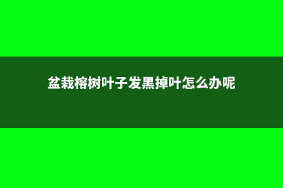 盆栽榕树叶子发黄的原因 (盆栽榕树叶子发黑掉叶怎么办呢)