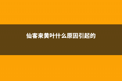 仙客来黄叶是什么原因 (仙客来黄叶什么原因引起的)