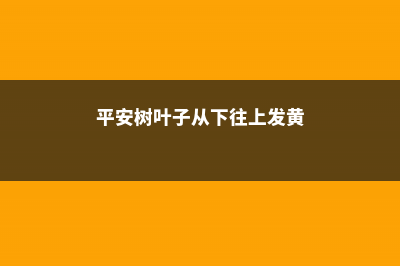 平安树叶子从下面发黄怎么办 (平安树叶子从下往上发黄)