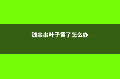 钱串串叶子黄了怎么办 (钱串串叶子黄了怎么办)