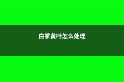 白掌黄叶怎么回事 (白掌黄叶怎么处理)