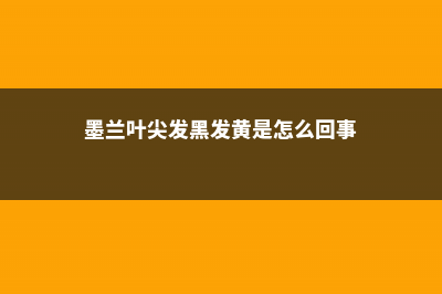 墨兰叶尖发黄可以剪吗 (墨兰叶尖发黑发黄是怎么回事)