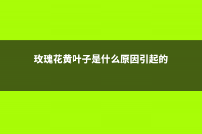 玫瑰花黄叶子是怎么回事 (玫瑰花黄叶子是什么原因引起的)