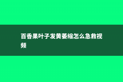 百香果叶子发黄萎缩怎么办 (百香果叶子发黄萎缩怎么急救视频)