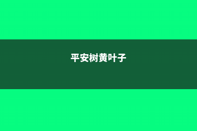 平安树黄叶是怎么回事 (平安树黄叶子)