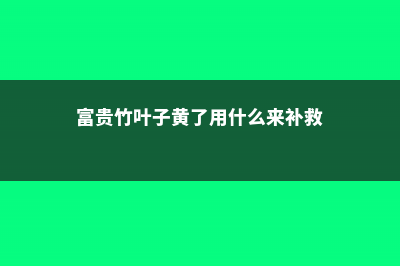 富贵竹叶子黄了还能绿吗 (富贵竹叶子黄了用什么来补救)