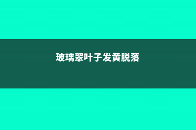 玻璃翠叶子发黄脱落怎么解决 (玻璃翠叶子发黄脱落)