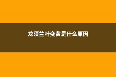 龙须兰叶尖发黄怎么解决 (龙须兰叶变黄是什么原因)