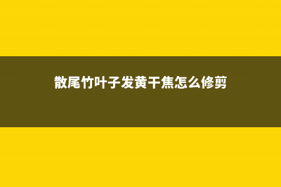 散尾竹叶子发黄怎么办 (散尾竹叶子发黄干焦怎么修剪)