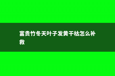 富贵竹冬天叶子发黄怎么解决 (富贵竹冬天叶子发黄干枯怎么补救)