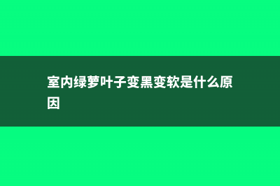 室内绿萝叶子变黄怎么办 (室内绿萝叶子变黑变软是什么原因)