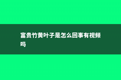 富贵竹黄叶子需剥掉吗 (富贵竹黄叶子是怎么回事有视频吗)