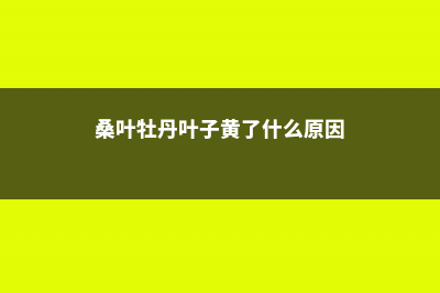 桑叶牡丹叶子黄怎么治 (桑叶牡丹叶子黄了什么原因)