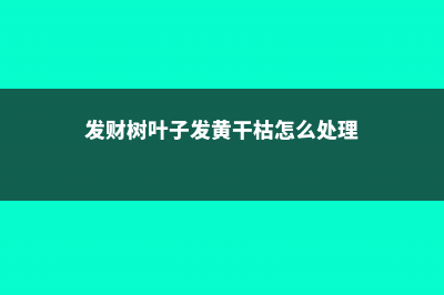 发财树叶子发黄什么原因，怎么救治 (发财树叶子发黄干枯怎么处理)