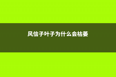 风信子叶子为什么会发黄 (风信子叶子为什么会枯萎)