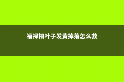 福禄桐叶子发黄掉落什么原因 (福禄桐叶子发黄掉落怎么救)