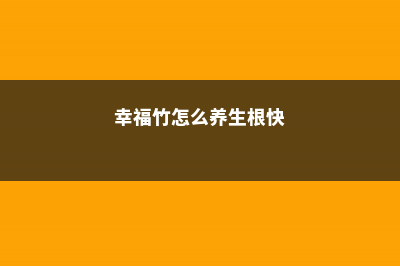 幸福竹叶子发黄怎么解决 (幸福竹怎么养生根快)