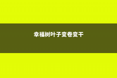 幸福树的叶子尖黄枯萎什么原因 (幸福树叶子变卷变干)